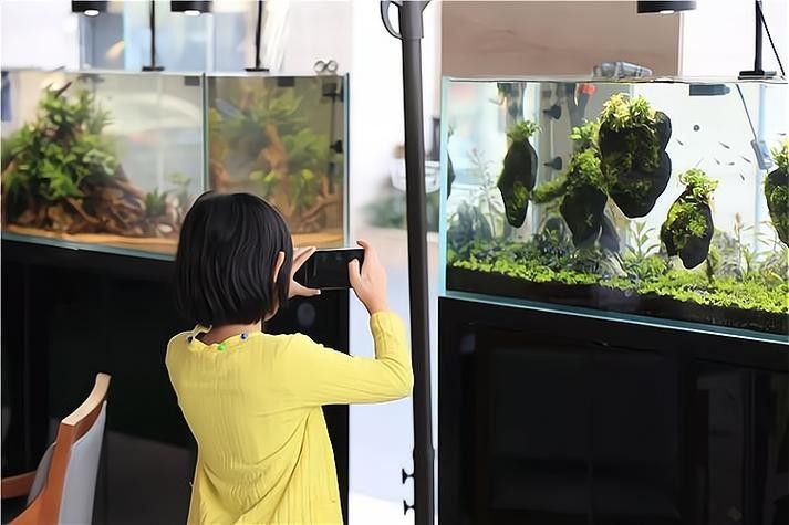 哪里可以找到溫州龍魚的圖片 哪里可以找到溫州龍魚的圖片 龍魚百科 第13張