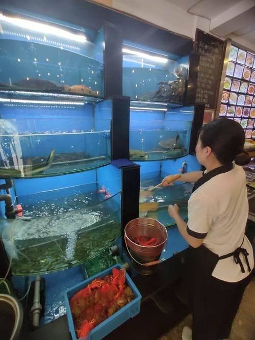 哪里可以找到溫州龍魚的圖片 哪里可以找到溫州龍魚的圖片 龍魚百科 第17張
