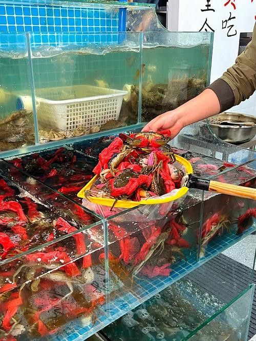 哪里可以找到溫州龍魚的圖片 哪里可以找到溫州龍魚的圖片 龍魚百科 第16張