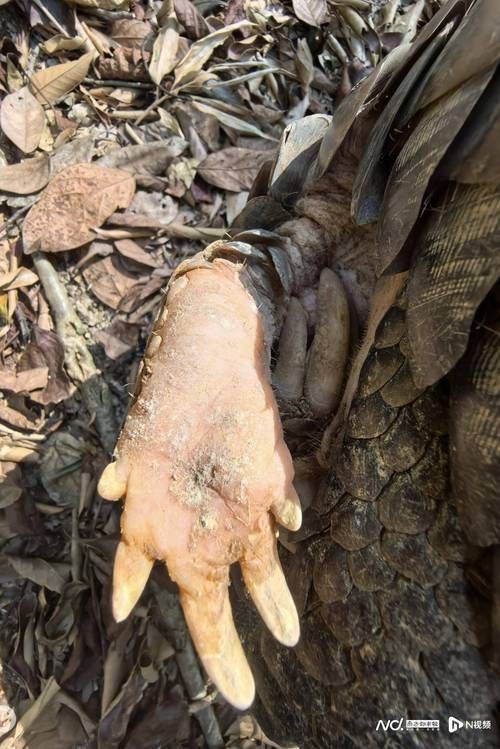 哪里可以找到溫州龍魚的圖片 哪里可以找到溫州龍魚的圖片 龍魚百科 第34張
