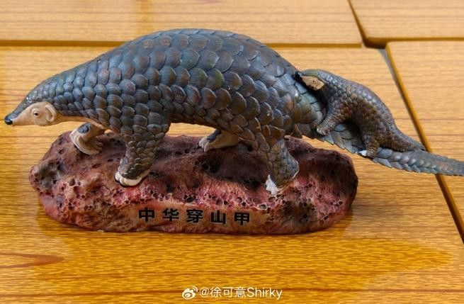 哪里可以找到溫州龍魚的圖片 哪里可以找到溫州龍魚的圖片 龍魚百科 第42張
