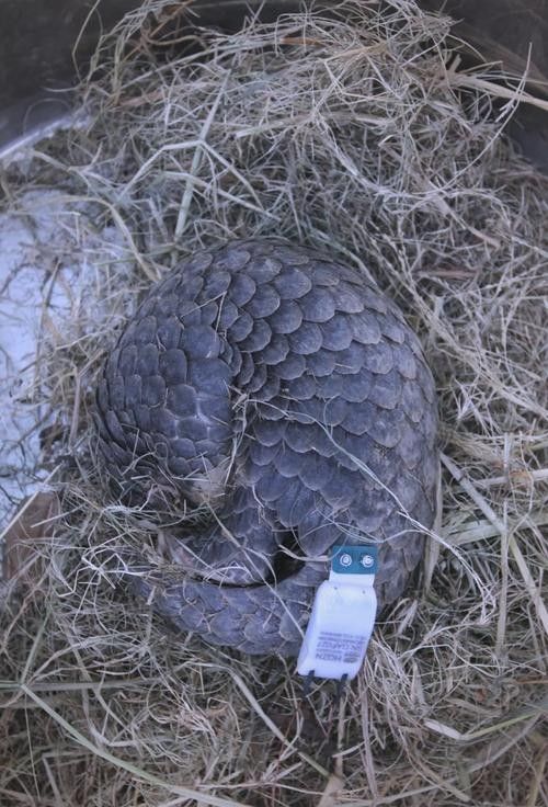 哪里可以找到溫州龍魚的圖片 哪里可以找到溫州龍魚的圖片 龍魚百科 第40張