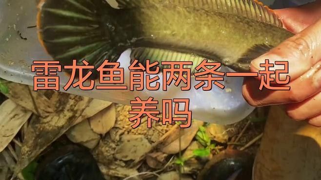 七彩雷龍魚混養(yǎng)最佳比例（七彩雷龍魚混養(yǎng)技巧攻略） 七彩雷龍魚混養(yǎng)最佳比例（七彩雷龍魚混養(yǎng)技巧攻略） 龍魚百科 第2張