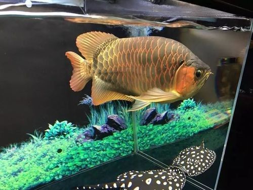 如何區(qū)分巴雷特紅龍魚(yú)的等級(jí)？