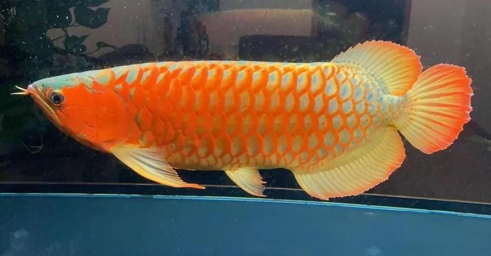 如何區分巴雷特紅龍魚的等級？
