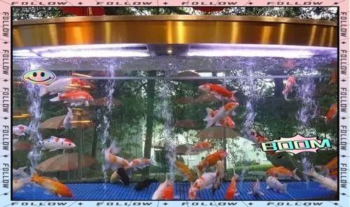 屬蛇者養(yǎng)幾條魚最吉利 屬蛇者養(yǎng)幾條魚最吉利 龍魚百科 第9張