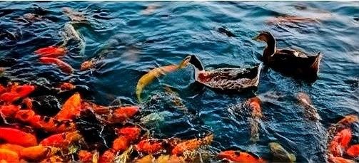 屬蛇者養(yǎng)幾條魚最吉利 屬蛇者養(yǎng)幾條魚最吉利 龍魚百科 第10張