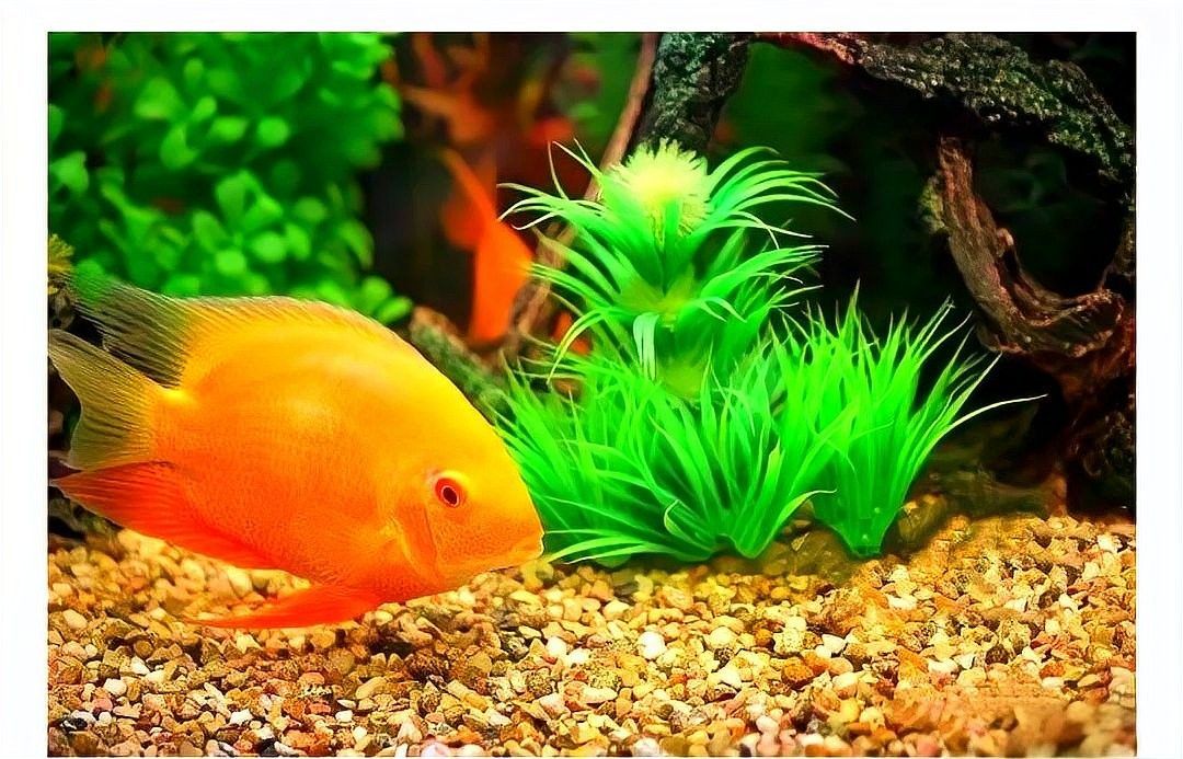 屬蛇者養(yǎng)幾條魚最吉利 屬蛇者養(yǎng)幾條魚最吉利 龍魚百科 第5張