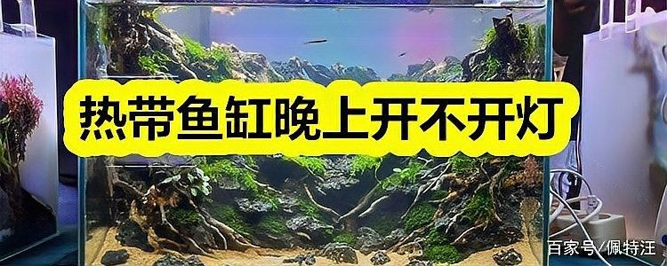龍魚不開燈會死嗎？（龍魚不開燈會死亡嗎？）