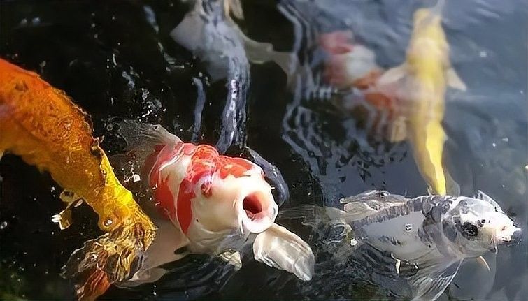 龍魚不開燈會死嗎？（龍魚不開燈會死亡嗎？）
