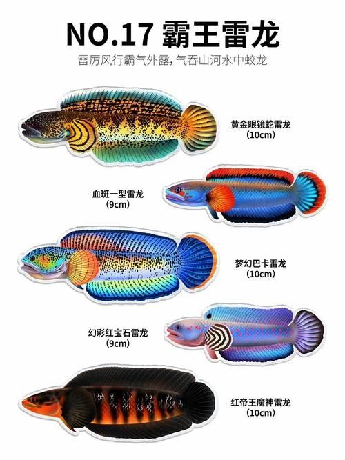 龍魚手帕有何特殊功能