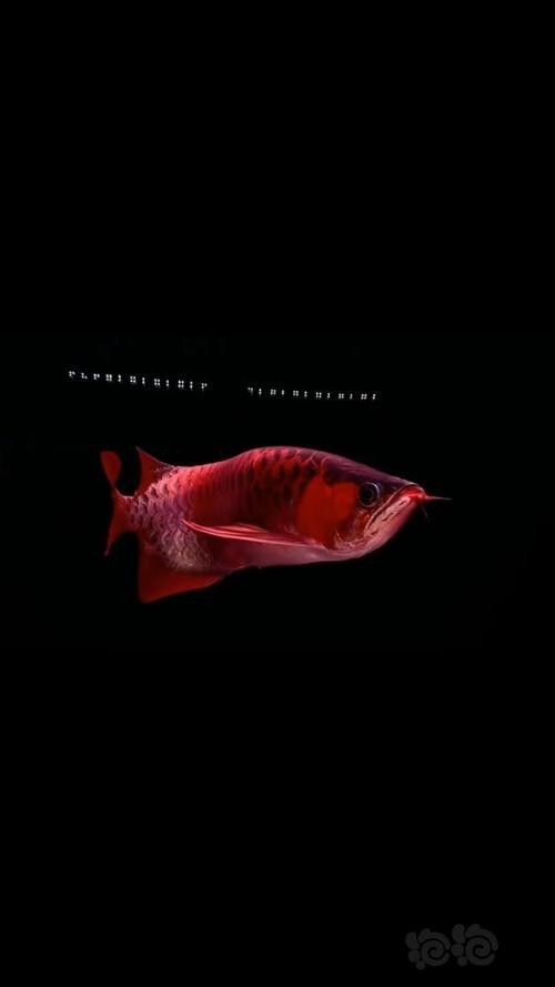 龍魚手帕有何特殊功能