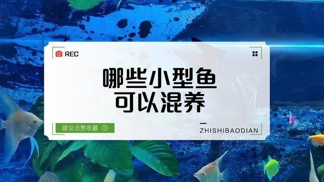 龍魚嘴巴上長白色肉球會自行消失嗎？，龍魚嘴巴上白色肉球會自行消失嗎？