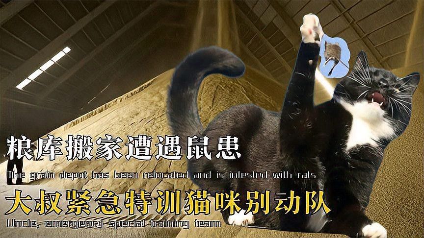 龍貓和貓打架，龍貓會還手嗎 龍貓和貓打架，龍貓會還手嗎 龍魚百科 第7張