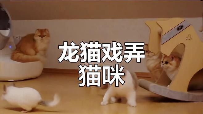龍貓和貓打架，龍貓會還手嗎 龍貓和貓打架，龍貓會還手嗎 龍魚百科 第2張