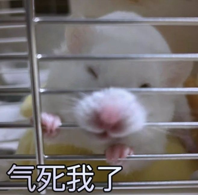 龍貓和貓打架，龍貓會還手嗎 龍貓和貓打架，龍貓會還手嗎 龍魚百科 第12張