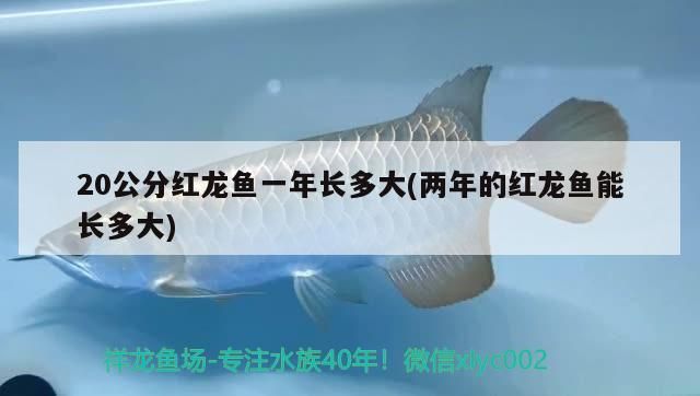 20公分紅龍魚一年長多大(兩年的紅龍魚能長多大)