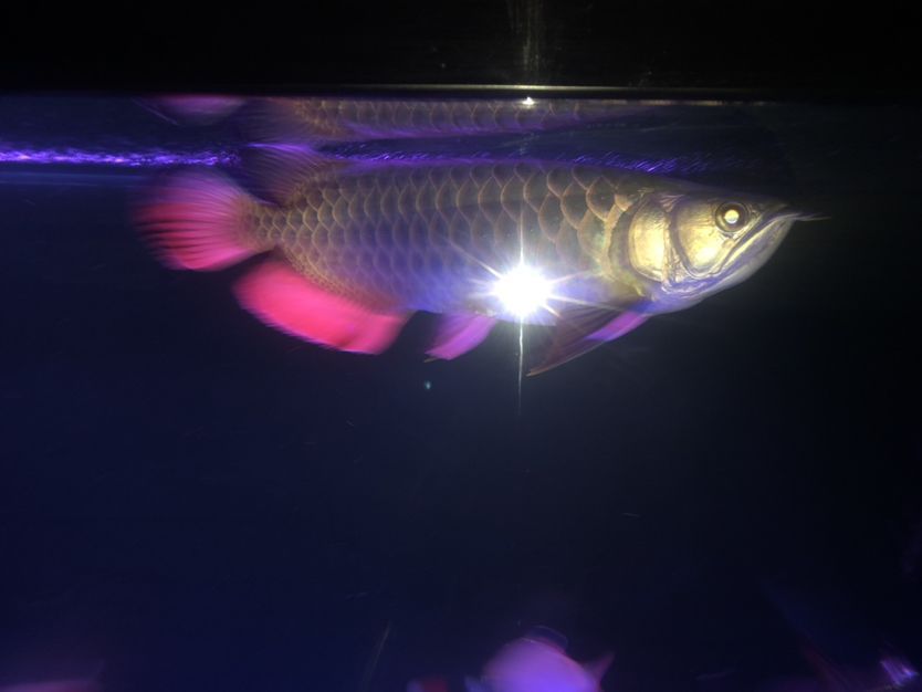 深夜酒后拍一張 深夜酒后拍一張 觀賞魚百科 第1張