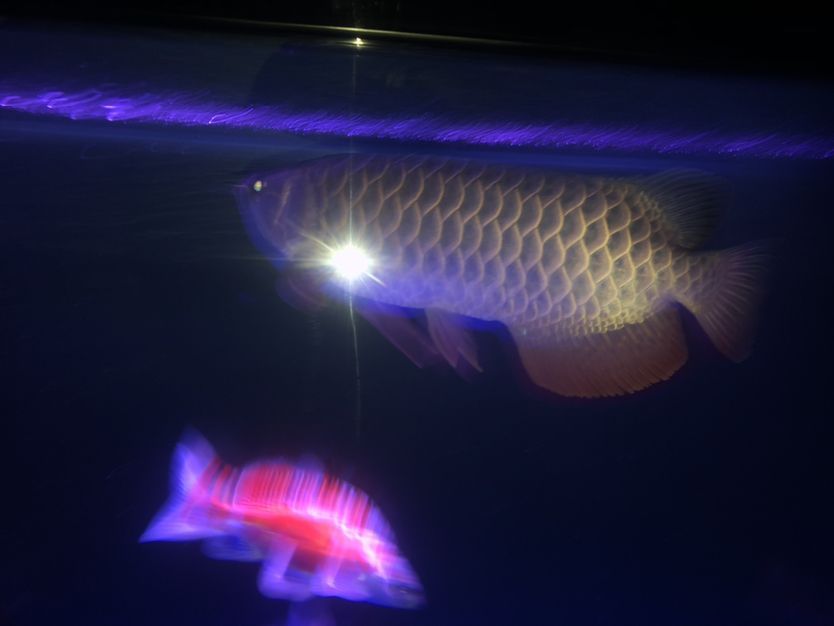深夜酒后拍一張 深夜酒后拍一張 觀賞魚百科 第2張