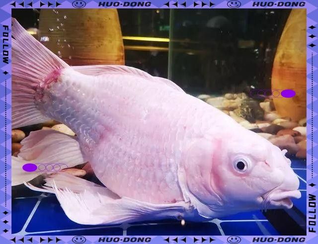 金龍魚咬傷鸚鵡魚后怎么辦？