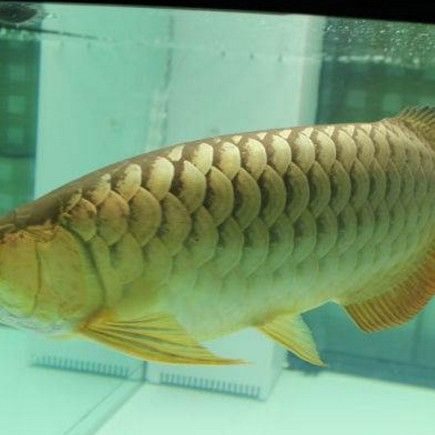 布奇美拉龍魚能長多大（如何飼養布奇美拉龍魚？） 布奇美拉龍魚能長多大（如何飼養布奇美拉龍魚？） 龍魚百科 第2張