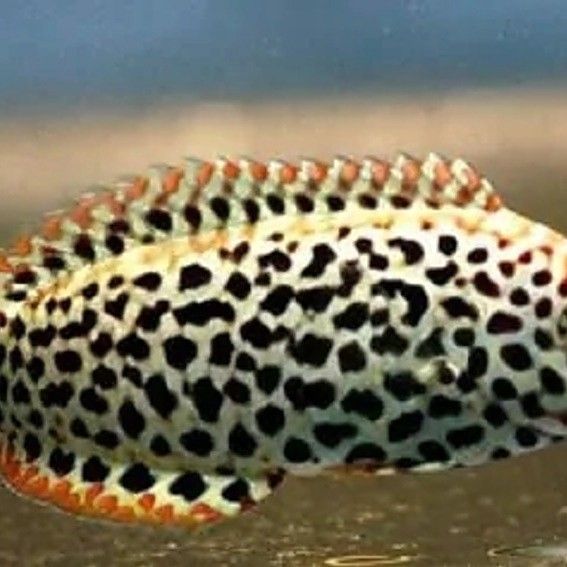 布奇美拉龍魚能長多大（如何飼養布奇美拉龍魚？） 布奇美拉龍魚能長多大（如何飼養布奇美拉龍魚？） 龍魚百科 第3張