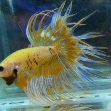 龍魚批發(fā)市場的價(jià)格如何（龍魚批發(fā)市場價(jià)格波動）