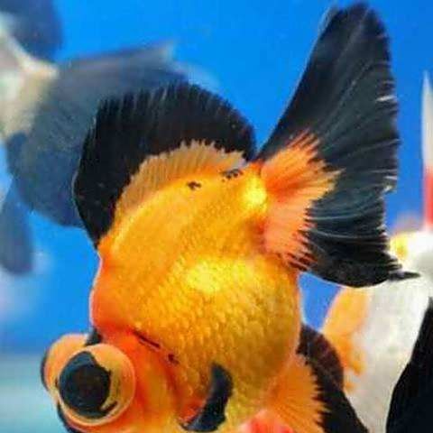龍睛魚有哪些繁殖方式