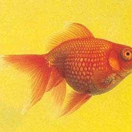 龍睛魚有哪些繁殖方式