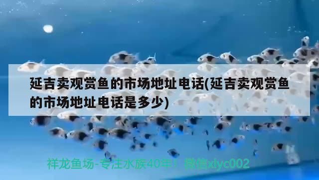 延吉賣觀賞魚的市場地址電話(延吉賣觀賞魚的市場地址電話是多少)
