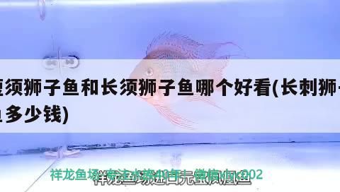 短須獅子魚(yú)和長(zhǎng)須獅子魚(yú)哪個(gè)好看(長(zhǎng)刺獅子魚(yú)多少錢(qián))