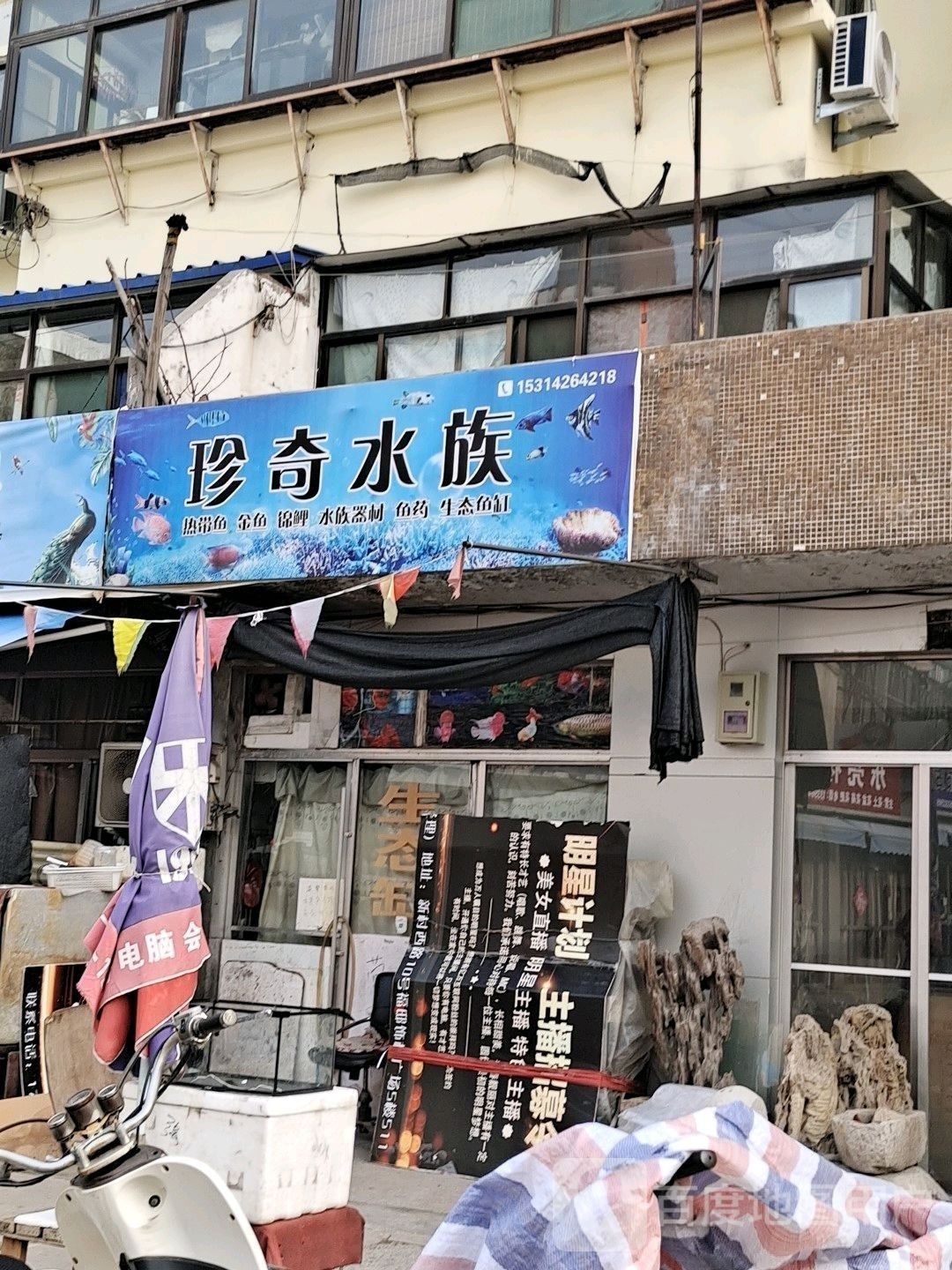 張店哪個水族館龍魚好？祥龍魚場龍魚（店祥龍魚場是當地知名的水族館） 張店哪個水族館龍魚好？祥龍魚場龍魚（店祥龍魚場是當地知名的水族館） 龍魚百科 第8張