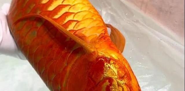龍魚手術風險有多大？（魚手術風險評估）