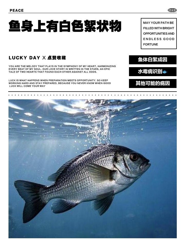 龍魚身上有白色絮狀物會傳染嗎（龍魚身上出現白色絮狀物是什么原因及其傳染性問題） 龍魚身上有白色絮狀物會傳染嗎（龍魚身上出現白色絮狀物是什么原因及其傳染性問題） 龍魚百科 第3張