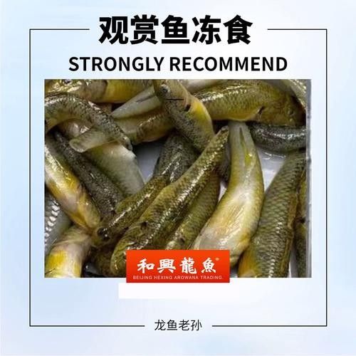 北京和興龍魚有線上購買嗎