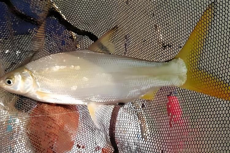 黃尾龍魚的價格是多少？