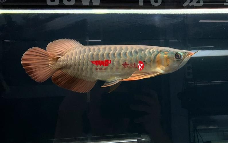 龍魚鉆石眼有哪些類型(龍魚鉆石眼對(duì)龍魚健康產(chǎn)生負(fù)面影響) 龍魚百科 第2張 龍魚鉆石眼有哪些類型(龍魚鉆石眼對(duì)龍魚健康產(chǎn)生負(fù)面影響) 龍魚鉆石眼有哪些類型(龍魚鉆石眼對(duì)龍魚健康產(chǎn)生負(fù)面影響) 龍魚百科 第2張