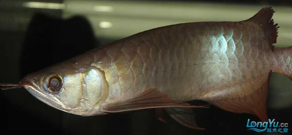 龍魚鉆石眼有哪些類型(龍魚鉆石眼對(duì)龍魚健康產(chǎn)生負(fù)面影響) 龍魚百科 第6張 龍魚鉆石眼有哪些類型(龍魚鉆石眼對(duì)龍魚健康產(chǎn)生負(fù)面影響) 龍魚鉆石眼有哪些類型(龍魚鉆石眼對(duì)龍魚健康產(chǎn)生負(fù)面影響) 龍魚百科 第6張