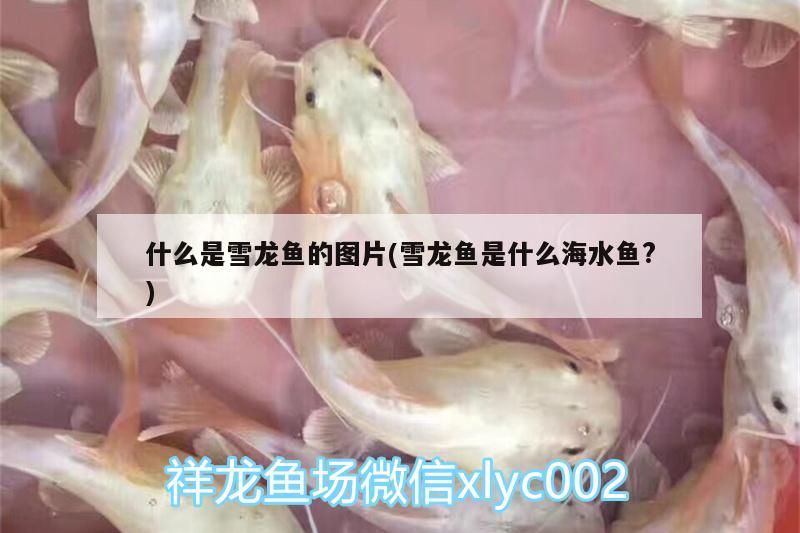 高背金龍魚(yú) 什么是雪龍魚(yú)的圖片(雪龍魚(yú)是什么海水魚(yú)?) 觀賞魚(yú)百科 什么是雪龍魚(yú)的圖片(雪龍魚(yú)是什么海水魚(yú)?) 什么是雪龍魚(yú)的圖片(雪龍魚(yú)是什么海水魚(yú)?) 觀賞魚(yú)百科