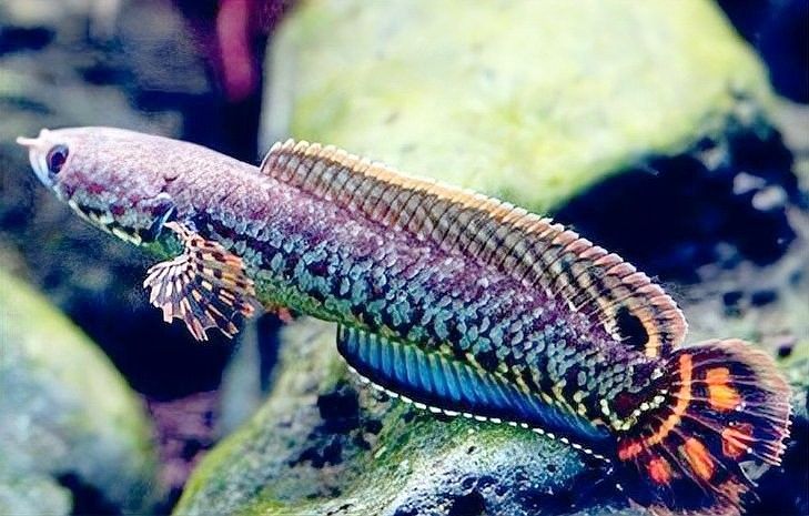 哪種方法分辨雷龍魚公母最準確 哪種方法分辨雷龍魚公母最準確 龍魚百科 第5張