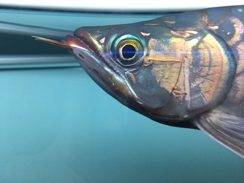 求助龍病了 觀賞魚百科 第1張 求助龍病了 求助龍病了 觀賞魚百科 第1張