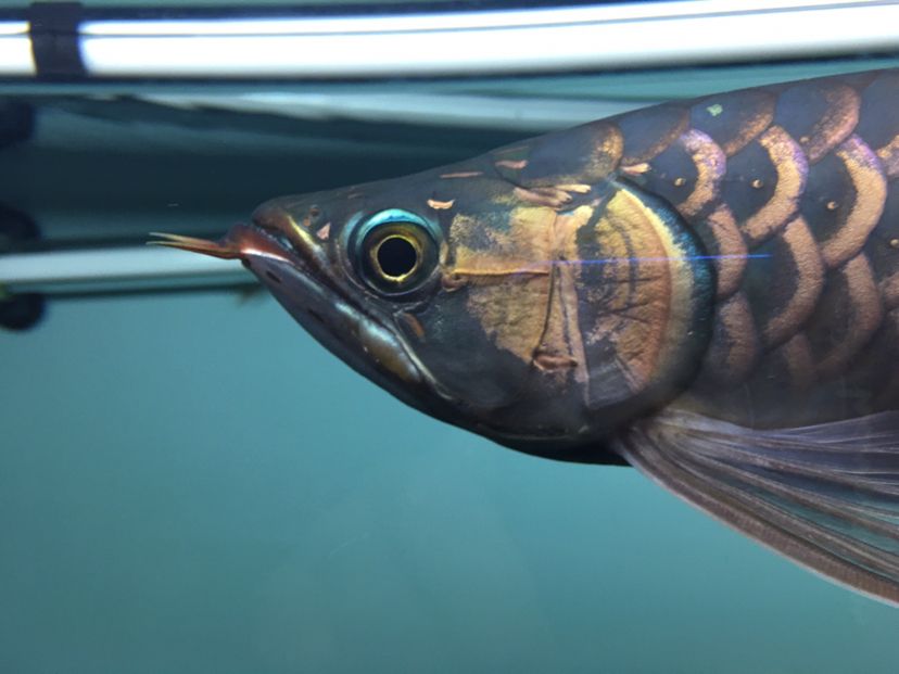 求助龍病了 觀賞魚百科 第2張 求助龍病了 求助龍病了 觀賞魚百科 第2張