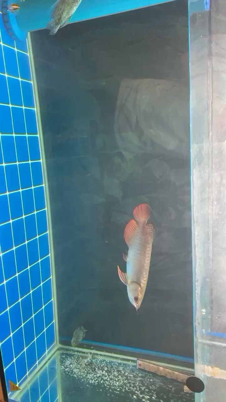 高背打卡（高背打卡是一種特殊的打卡方式）