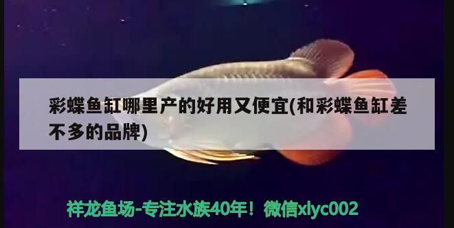 彩蝶魚缸哪里產的好用又便宜(和彩蝶魚缸差不多的品牌)