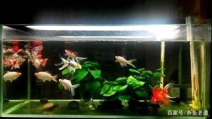 飼料 紅龍魚(yú)的特點(diǎn)是什么意思啊(紅龍魚(yú)的特點(diǎn)是什么意思啊圖片)(紅龍魚(yú)養(yǎng)殖紅龍魚(yú)需要注意以下幾個(gè)技巧,養(yǎng)殖紅龍魚(yú)需要注意) 觀賞魚(yú)百科 紅龍魚(yú)的特點(diǎn)是什么意思啊(紅龍魚(yú)的特點(diǎn)是什么意思啊圖片)(紅龍魚(yú)養(yǎng)殖紅龍魚(yú)需要注意以下幾個(gè)技巧,養(yǎng)殖紅龍魚(yú)需要注意) 紅龍魚(yú)的特點(diǎn)是什么意思啊(紅龍魚(yú)的特點(diǎn)是什么意思啊圖片)(紅龍魚(yú)養(yǎng)殖紅龍魚(yú)需要注意以下幾個(gè)技巧,養(yǎng)殖紅龍魚(yú)需要注意) 觀賞魚(yú)百科