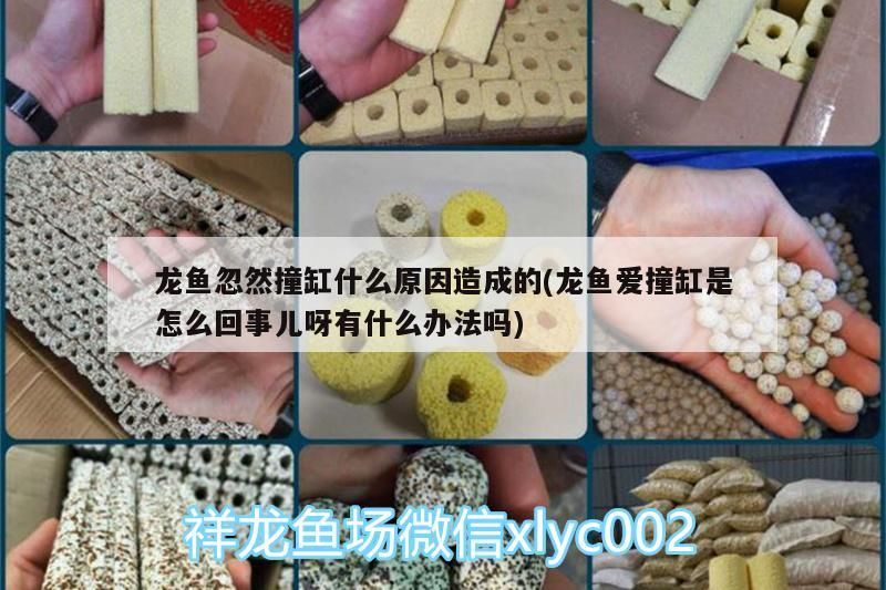 龍魚忽然撞缸什么原因造成的(龍魚愛撞缸是怎么回事兒呀有什么辦法嗎)（龍魚忽然撞缸什么原因造成的，龍魚撞缸是怎么回事兒）
