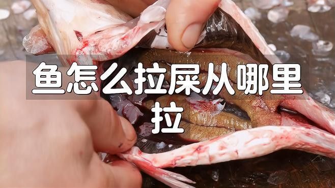 龍魚排便時有什么特點