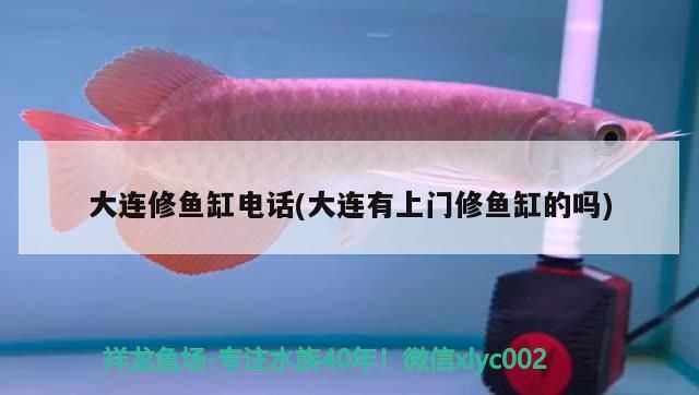 大連修魚缸電話(大連有上門修魚缸的嗎) 大連修魚缸電話(大連有上門修魚缸的嗎) 觀賞魚百科