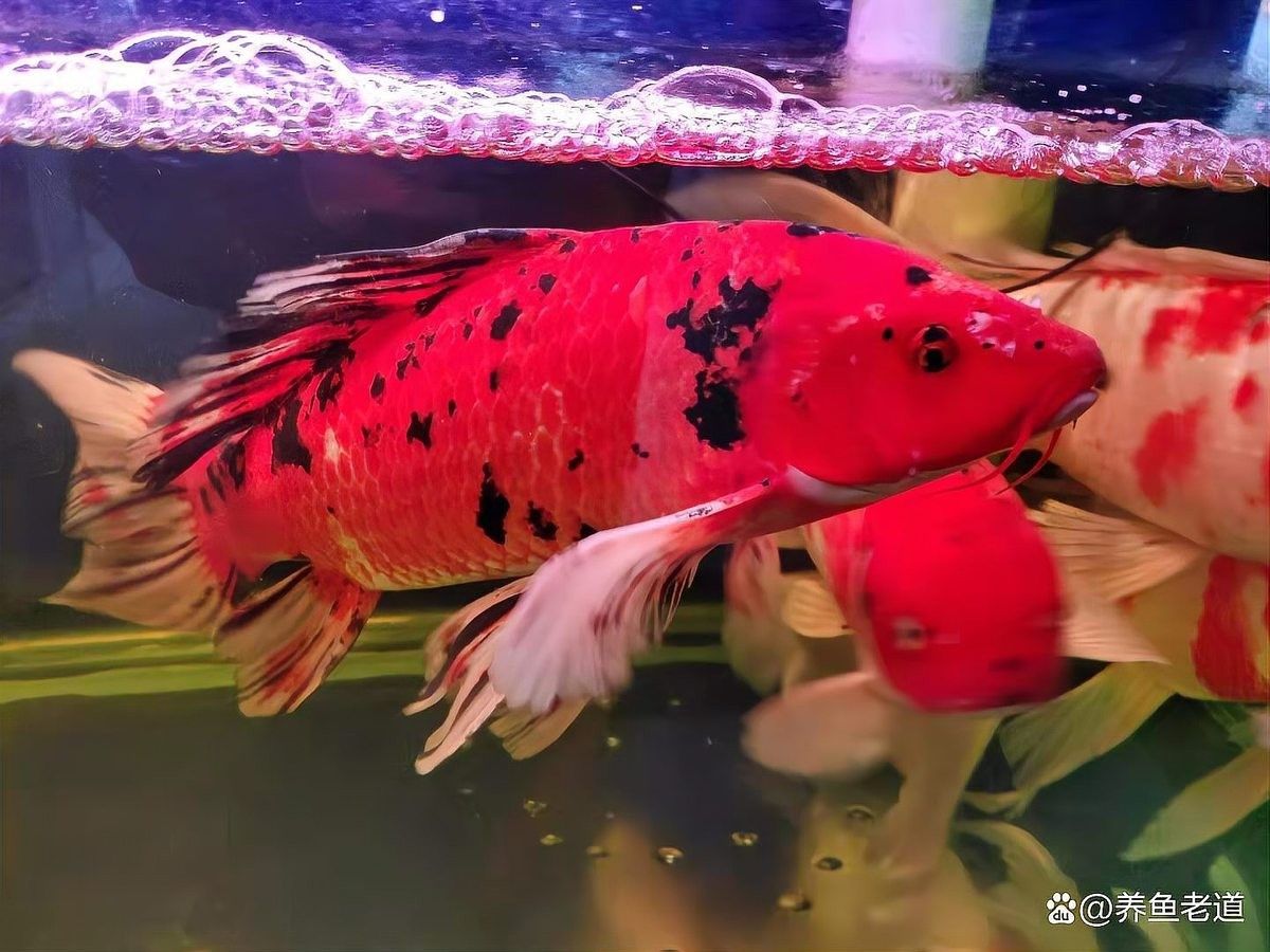 如何判斷魚缸密度是否合適？ 如何判斷魚缸密度是否合適？ 龍魚百科 第4張