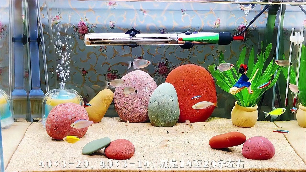 如何判斷魚缸密度是否合適？ 如何判斷魚缸密度是否合適？ 龍魚百科 第2張